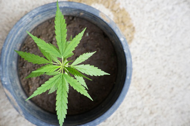 Marijuana-1