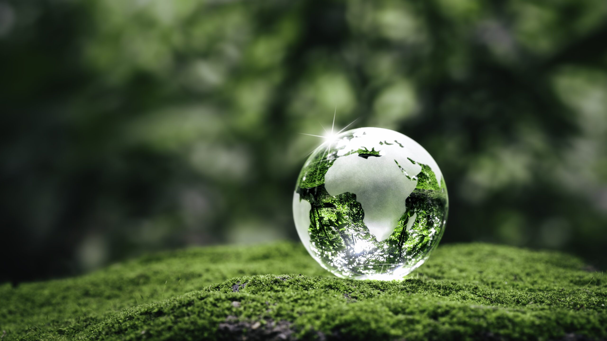 Crystal earth on ferns in green grass forest with sunlight. Environment, save the World, earth day, ecology, and Conservation Concepts. Crystal earth on ferns in green grass forest with sunlight. Environment, save the World, earth day, ecology, and Conservation Concepts.